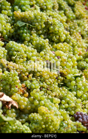 Weiße Weinlese in den Weinbergen von Balaton - Plattensee-Fely, Ungarn Stockfoto