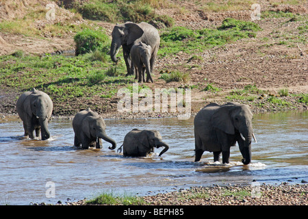 Afrikanischer Elefant Herde (Loxodonta Africana) Kreuzung Fluß, Masai Mara National Reserve, Kenia, Ostafrika Stockfoto