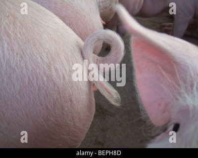 Landrasse Schweine Schweif, Kafuie, Sambia, Afrika Stockfoto