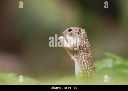 Mexikanischer Ziesel (Spermophilus Mexicanus), Erwachsene, aufstehen, Rio Grande Valley, Texas, USA Stockfoto