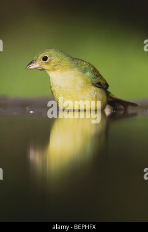 Painted Bunting (Passerina Ciris), weibliche Baden, Süden von Texas, USA Stockfoto