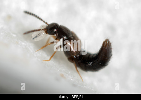 Nach räuberischen Gewächshaus rove Beetle, Dalotia coriaria, Fütterung auf ein dipteran Larve für biologische Kontrolle verwendet Stockfoto