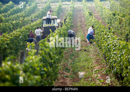 Weinlese in den Weinbergen von Balaton - Plattensee-Fely, Ungarn Stockfoto