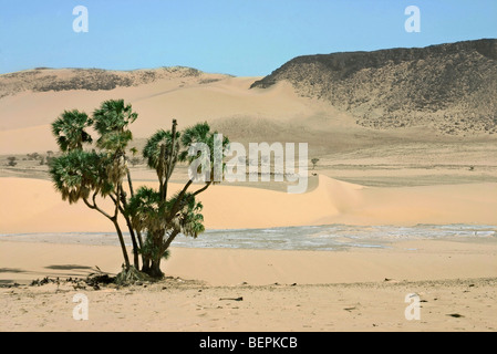 Oase in der Wüste Sahara mit Kamele Dromedar (Camelus Dromedarius) und Palme, Niger, Westafrika Stockfoto