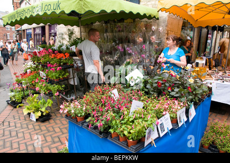 Blume, Verkäufer, Farmers Market, Stroud, Gloucestershire, UK Stockfoto