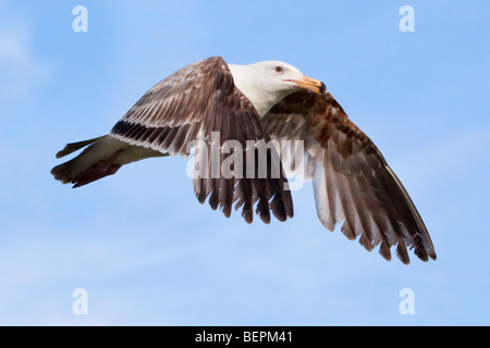 Eine Möwe fliegen overhead an einem schönen Tag Stockfoto