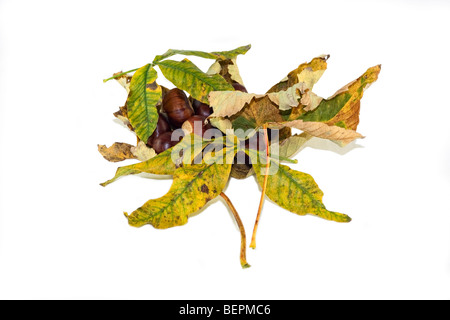 Buche Laub mit Kastanien Blatt weiß wieder Boden Stockfoto