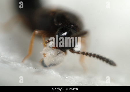 Nach räuberischen Gewächshaus rove Beetle, Dalotia coriaria, Fütterung auf ein dipteran Larve für biologische Kontrolle verwendet Stockfoto