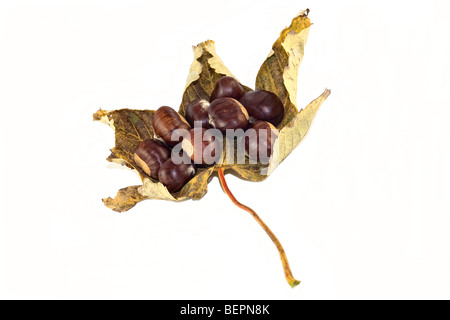 Buche Laub mit Kastanien Blatt weiß wieder Boden Stockfoto