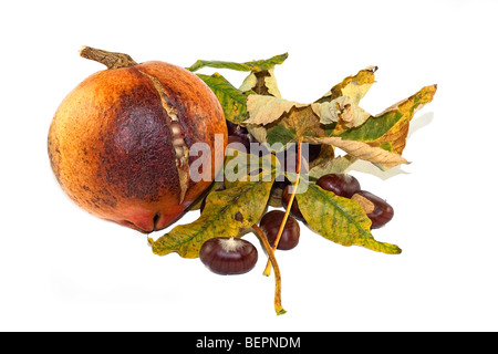 Buche Laub mit Kastanien Granatapfel Blatt weiß wieder Boden Stockfoto