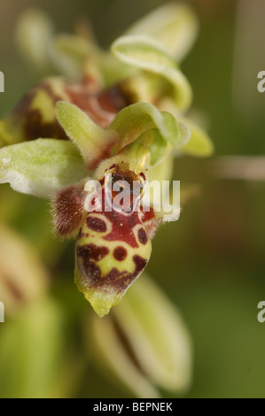 Israel, Ophrys wilde Orchidee Carmel Bee-Orchidee (Ophrys Carmeli) Stockfoto