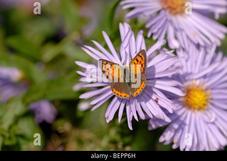 Kleine Kupfer Lycaena Phlaeas fotografiert in UK Stockfoto