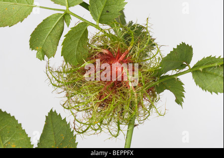 Junge Gall Bedeguar Gall Wasp (Diplolepsis Rosae), eine Rotkehlchen Pin Kissen auf als Heckenrose Stockfoto