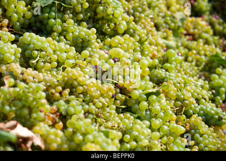 Weiße Weinlese in den Weinbergen von Balaton - Plattensee-Fely, Ungarn Stockfoto