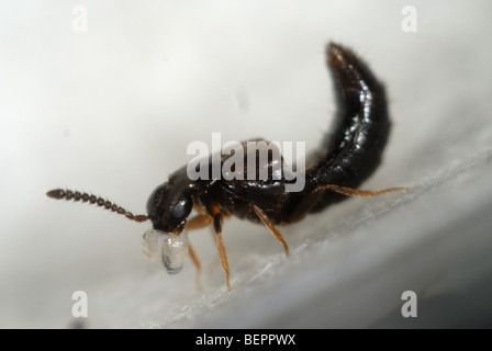 Nach räuberischen Gewächshaus rove Beetle, Dalotia coriaria, Fütterung auf ein dipteran Larve für biologische Kontrolle verwendet Stockfoto