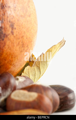 Buche Laub mit Kastanien Granatapfel Blatt weiß wieder Boden Stockfoto