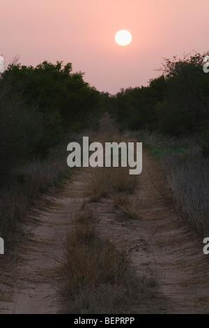 Ranch Road bei Sonnenuntergang, Rio Grande Valley, Texas, USA Stockfoto