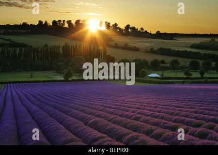 Lavendel Feld bei Sonnenuntergang, Shoreham, Kent Stockfoto