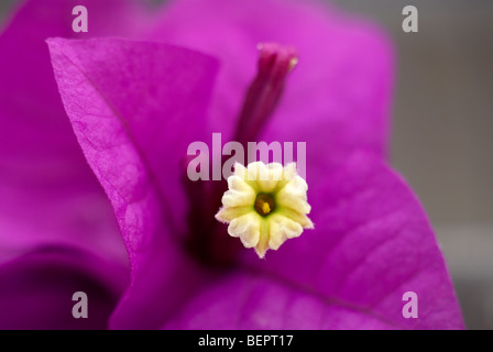 Bougainvillea, violett Blume, Blume, Blumen, lila, Makro, Fokus, Nahaufnahme, Nahaufnahme, Staubfäden Stockfoto