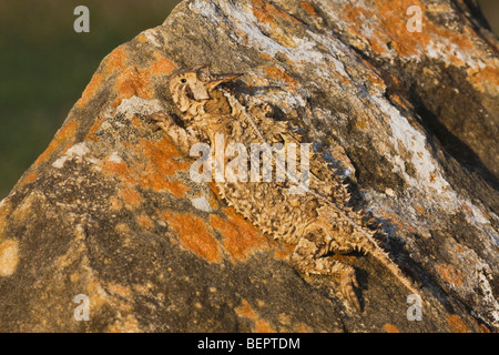 Texas-Krötenechsen (Phrynosoma Cornutum), Erwachsene, Rio Grande Valley, Texas, USA Stockfoto