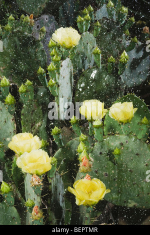 Texas Feigenkaktus (Opuntia Lindheimeri), blühen im Regen, Rio Grande Valley, Texas, USA Stockfoto