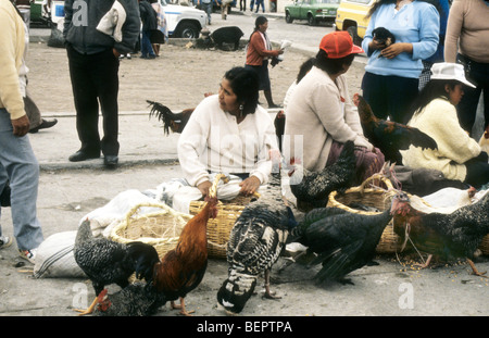 Frauen verkaufen lebende Hühner im ländlichen Ecuador-Markt Stockfoto