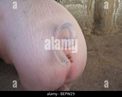 Landrasse Schweine Schweif, Kafuie, Sambia, Afrika Stockfoto