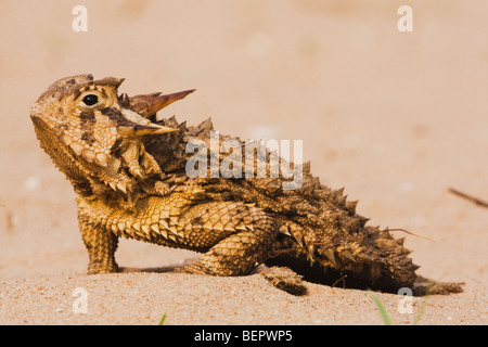 Texas-Krötenechsen (Phrynosoma Cornutum), Erwachsene, versteckt im Sand, Rio Grande Valley, Texas, USA Stockfoto