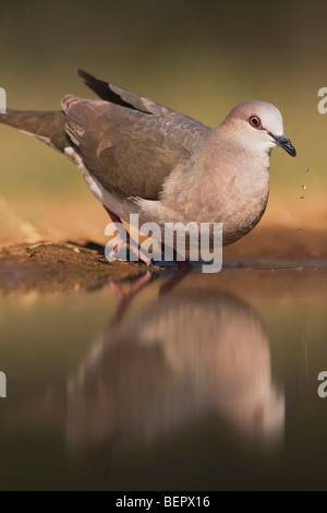 White-bestückte Taube (Leptotila Verreauxi), Erwachsene trinken, Rio Grande Valley, Texas, USA Stockfoto