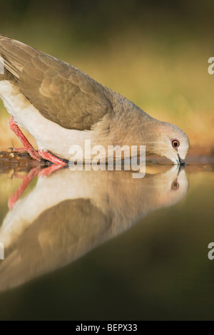 White-bestückte Taube (Leptotila Verreauxi), Erwachsene trinken, Rio Grande Valley, Texas, USA Stockfoto