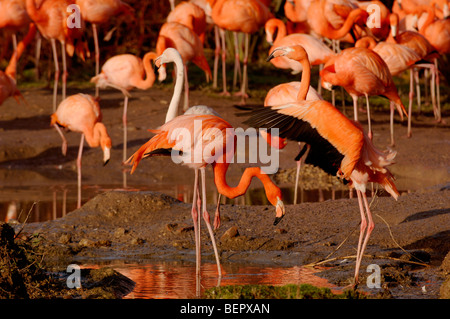 Karibik Flamingo Phoenicopterus Ruber Ruber in Gefangenschaft Stockfoto