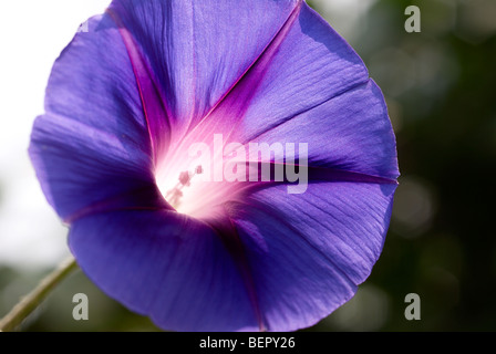 Morning Glory, blaue Blume, Königsblau, weiß, Staubblätter, Blume, Blumen, Schlingpflanze, Makro, Nahaufnahme, Nahaufnahme Stockfoto