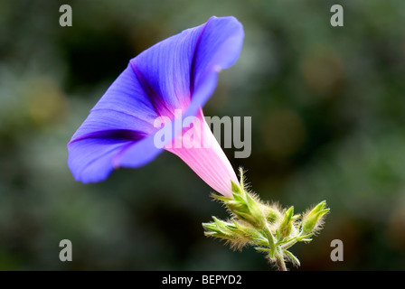 Morning Glory, blaue Blume, Königsblau, Schlingpflanze, Blume, Blumen, Nahaufnahme, Nahaufnahme, Fokus, Makro, Profil, weiß, blau Stockfoto