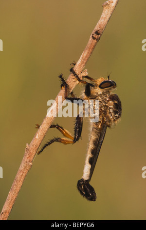 Robber Fly (Asilidae), Erwachsene, Rio Grande Valley, Süd-Texas, USA Stockfoto