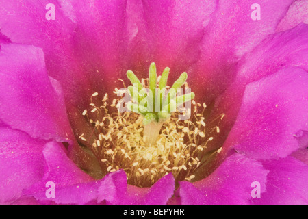 Erdbeere Igel Kaktus (Echinocereus Enneacanthus), blühen, Rio Grande Valley, Süd-Texas, USA Stockfoto