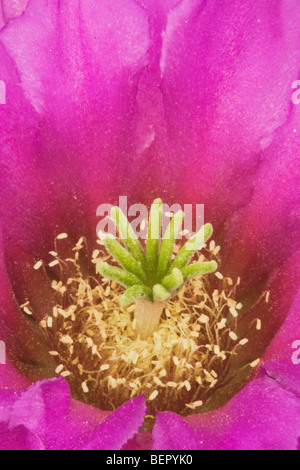 Erdbeere Igel Kaktus (Echinocereus Enneacanthus), blühen, Rio Grande Valley, Süd-Texas, USA Stockfoto