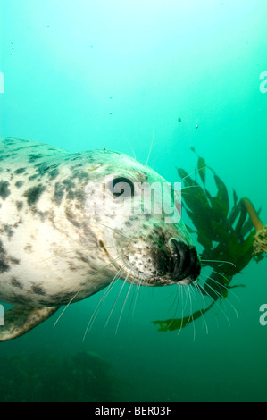Graue Dichtung Halichoerus Grypus spielen mit Seetang Stockfoto