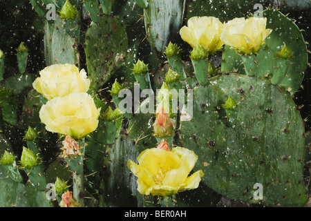 Texas Feigenkaktus (Opuntia Lindheimeri), blühen im Regen, Rio Grande Valley, Texas, USA Stockfoto