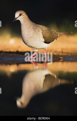 White-bestückte Taube (Leptotila Verreauxi), Erwachsene trinken, Rio Grande Valley, Texas, USA Stockfoto