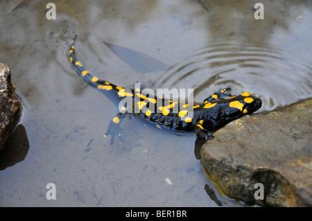 Israel, Feuersalamander (Salamandra Salamandra) im Wasser, die