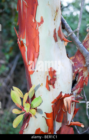 Israel, rot bellte Erdbeerbaum (Arbutus Andrachne) Stockfoto