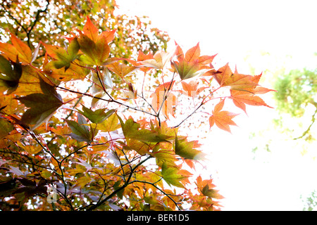 Acer Palmatum Atropurpureum in herbstlichen Farben lebendig und abstrakten Mustern Stockfoto