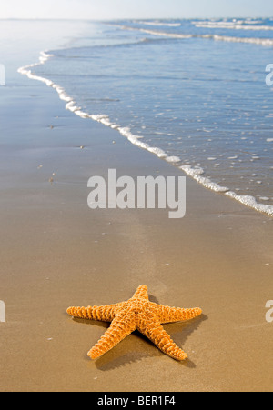 Seestern an einem wunderschönen Strand. Stockfoto