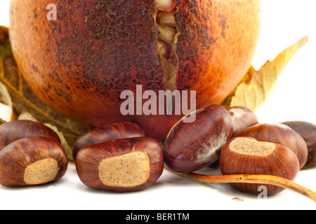 Buche Laub mit Kastanien Granatapfel Blatt weiß wieder Boden Stockfoto