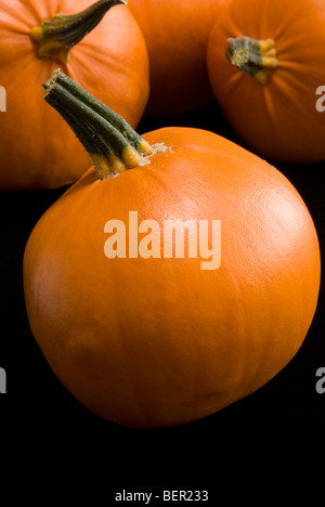 Eine Auswahl von orange Kürbisse 'F1 sonnigen"auf einem schwarzen Hintergrund. Stockfoto