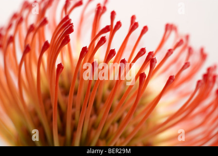 Erbrecht, Hybrid, protea, Nahaufnahme, Nahaufnahme, Blume, Blumen, Kap Blume, rot, orange Stockfoto