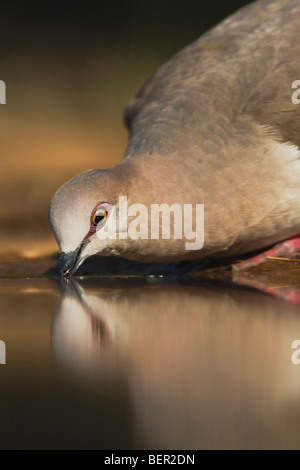 White-bestückte Taube (Leptotila Verreauxi), Erwachsene trinken, Rio Grande Valley, Texas, USA Stockfoto