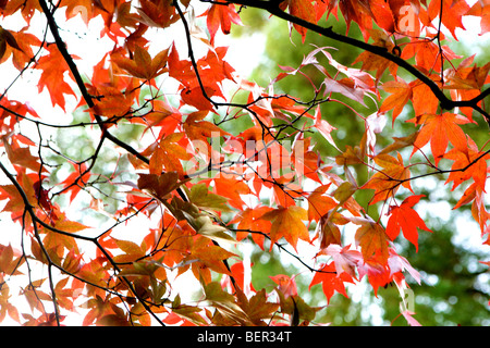 Acer Palmatum Atropurpureum in herbstlichen Farben lebendig und abstrakten Mustern Stockfoto