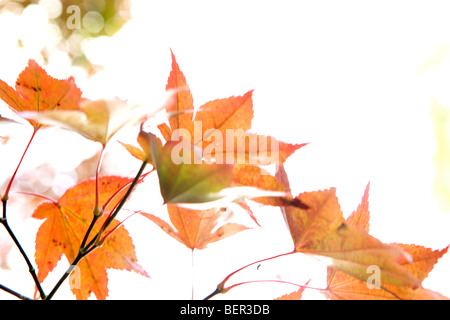 Acer Palmatum Atropurpureum in herbstlichen Farben lebendig und abstrakten Mustern Stockfoto