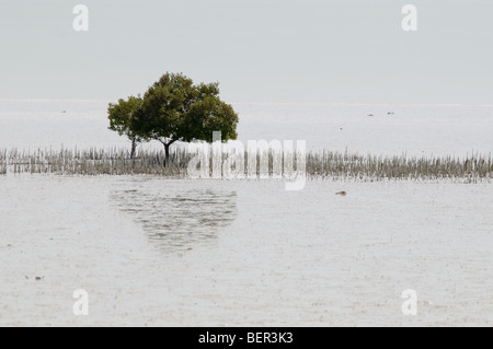 Einsamer Baum in einem Mangrovensumpf auf Futaisi Island, Abu Dhabi Stockfoto